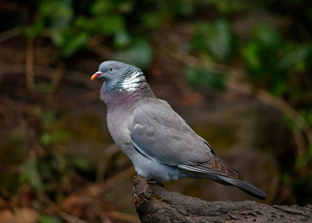 istock Wood pigeon perched on a log 1397671667