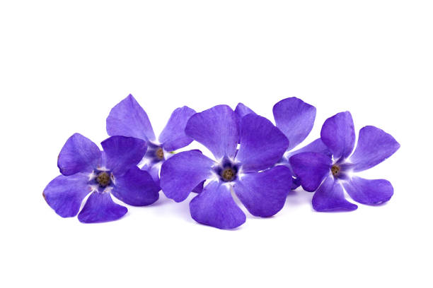 istock Blue periwinkles isolated on white background. Spring flowers. 1397671951