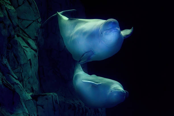istock Beluga underwater close up portrait looking at you 1397672120