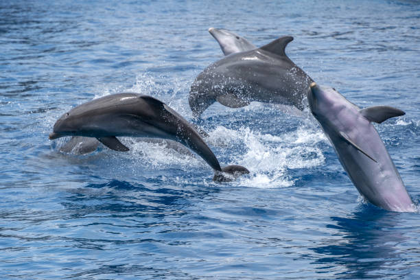 istock bottlenose dolphin jumping outside the water 1397672396