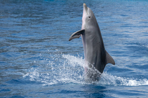 istock bottlenose dolphin back flip swimming outside the water 1397672427