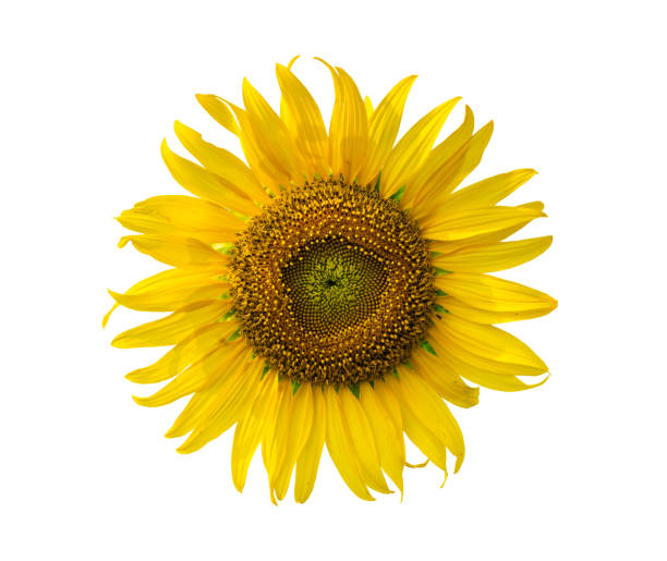 istock Beautiful sunflower isolated on white background. Save Clipping path. 1397672835