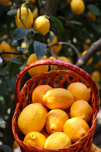 istock wicker basket with ripe lemons 1397674656