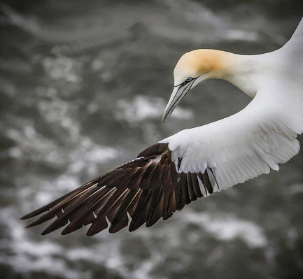 Northern gannets are the largest seabirds in the North Atlantic, having a wingspan of up to two metres (6+1⁄2 feet).