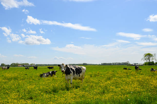 istock Cows in a meadow with fresh green grass and buttercup wildflowers 1397674904