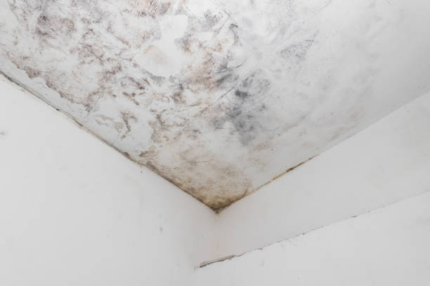istock Water and mold  stain on the home ceiling 1397674960