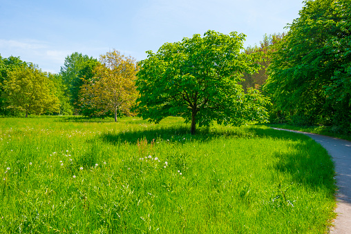 Blossoming tree in a green grassy field in a forest under a blue bright sky in sunlight in springtime, Almere, Flevoland, The Netherlands, May 15, 2022