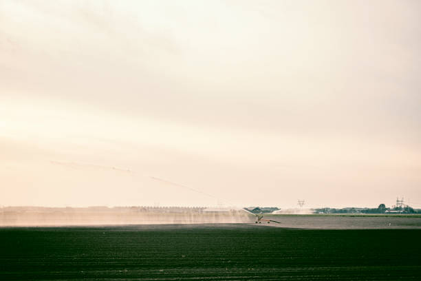 Irrigation pivot gun machine spraying water on a field during a dry and warm spring day in the Noordoostpolder, Flevoland, Netherlands. Over the last years there have been longer periods of draught causing problems for farmers cultivating crops.