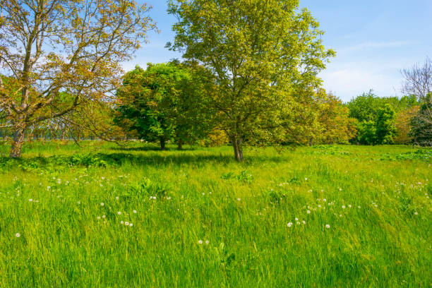 Blossoming tree in a green grassy field in a forest under a blue bright sky in sunlight in springtime, Almere, Flevoland, The Netherlands, May 15, 2022