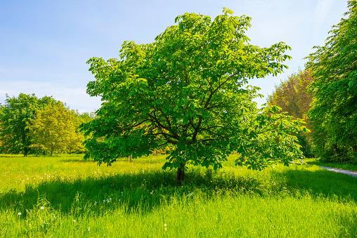 Blossoming tree in a green grassy field in a forest under a blue bright sky in sunlight in springtime, Almere, Flevoland, The Netherlands, May 15, 2022
