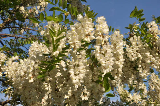 la acacia blanca florece en la naturaleza - locust tree black robinia fotografías e imágenes de stock