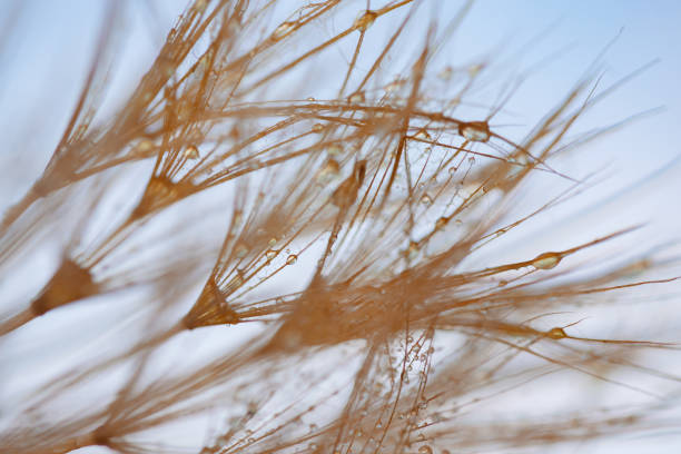 istock Dandelion with Water Drops Filtered