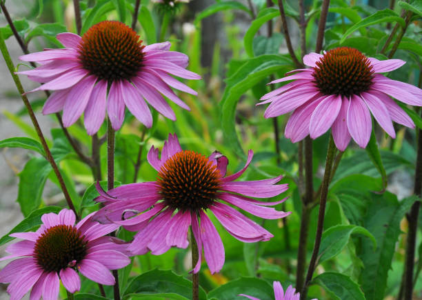 istock Bloom in nature Echinacea purpurea 1397676132