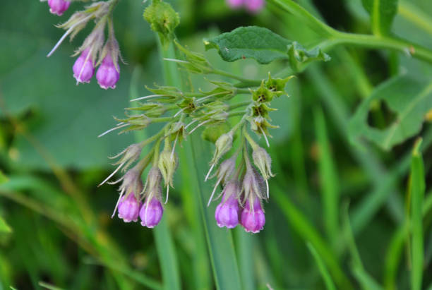 istock In the meadow, the common comfrey (Symphytum officinale) is blooming 1397676151
