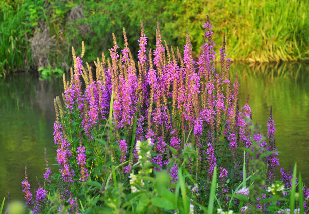 Lythrum salicaria grows on the riverbank Lythrum salicaria grows in the wild on the riverbank lythrum salicaria purple loosestrife stock pictures, royalty-free photos & images