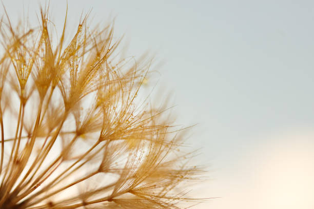 Dandelion with Water Drops Filtered.\