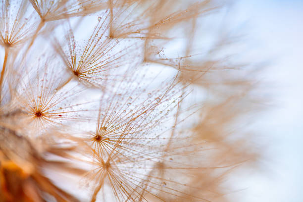 istock Dandelion with Water Drops Filtered