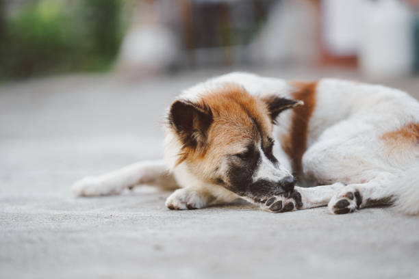 un chien thaïlandais errant qui démange aux pieds à cause des tiques, des puces ou de la lèpre. - dog scratching flea dog flea photos et images de collection