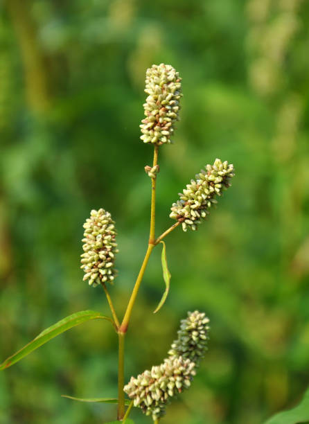 istock Weed Persicaria lapathifolia grows in the open ground 1397677227
