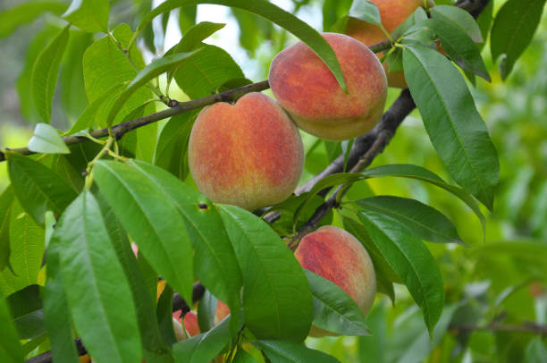 istock On the tree branch ripe peach fruits 1397677938