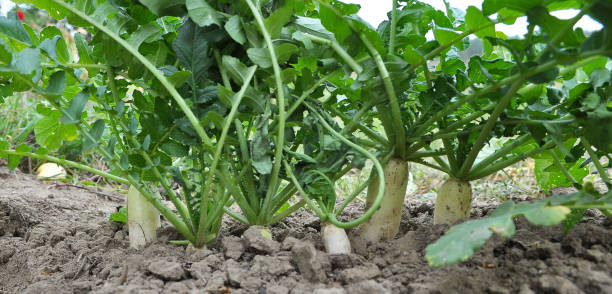 istock Daikon radish grows in organic open ground 1397678026