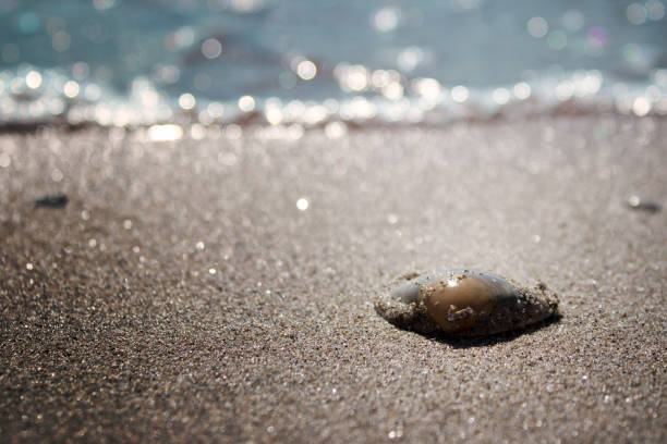 shell on the seashore on a sunny day stock photo
