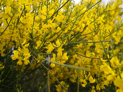 Yellow dill and green leaves isolated on a white background.