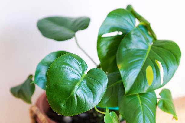 istock Monstera deliciosa houseplant in bright sunlight