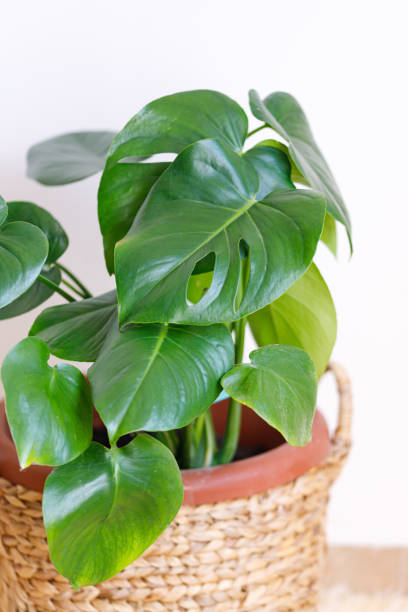istock Monstera deliciosa houseplant in bright sunlight