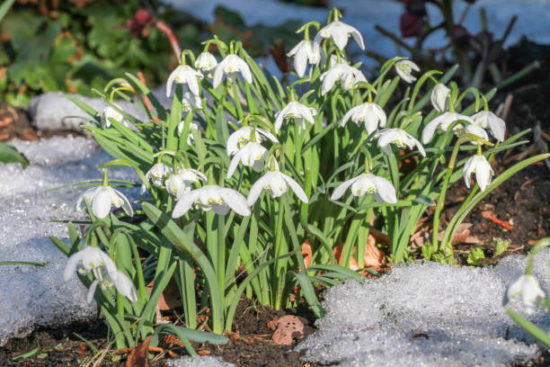 Spring snowflake Spring snowflake blooms as the last snow melts leucojum vernum stock pictures, royalty-free photos & images