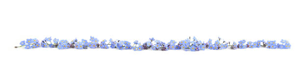 spring blue flowers myosotis isolated on white background. - activity baltic countries beauty in nature blue imagens e fotografias de stock