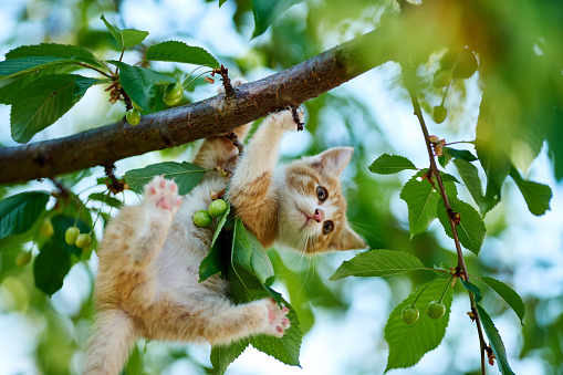 Funny ginger kitten play on a tree. Portrait of an domestic cat