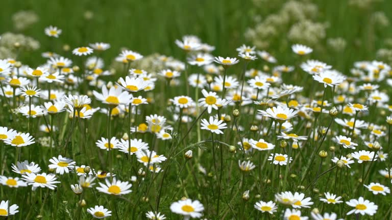 Chamomile