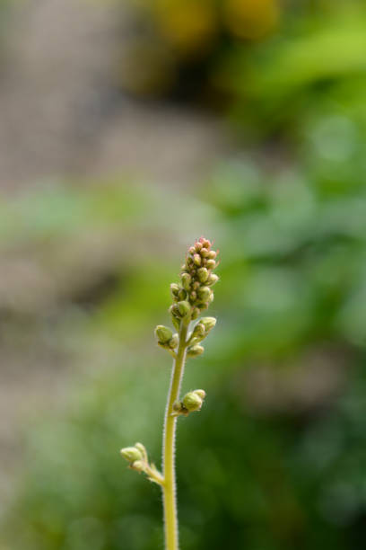 istock Coral Bells Electric Lime 1397680555