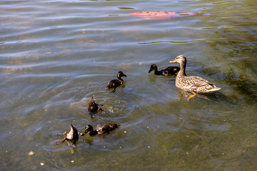 duck family in pond with mother and baby ducks.