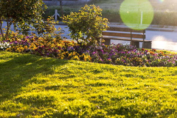 Park flowerbed with bench and sunset.