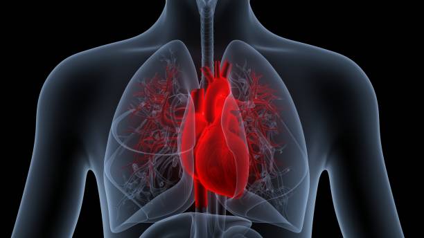 istock Human Circulatory System Heart Anatomy 1397681474