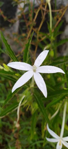 istock Kitolod Flower or isotoma longiflora 1397682031