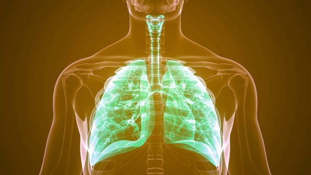 istock Human Respiratory System Lungs Anatomy 1397683154