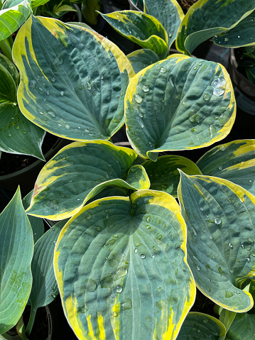 Stock photo showing close-up, elevated some green hosta leaves without flowers, growing in pots and pictured next to each other.