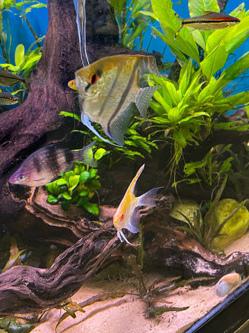 Stock photo of freshwater tropical aquarium with Leopold's angelfish (Pterophyllum leopoldi) in Amazon River landscaped fish tank.
