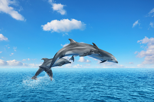 Dolphins jumping into the air in open sea