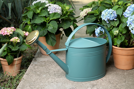 Watering can and beautiful blooming hortensia plants in pots outdoors