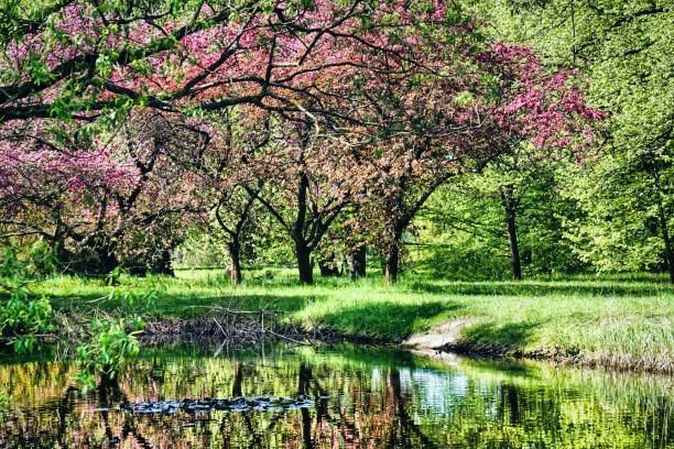istock Blossom japanese cherry trees in park 1397686314