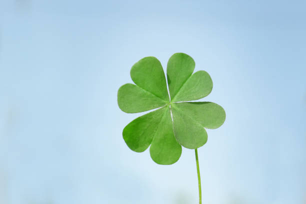 istock Green four leaf clover on light blue background, closeup 1397686627