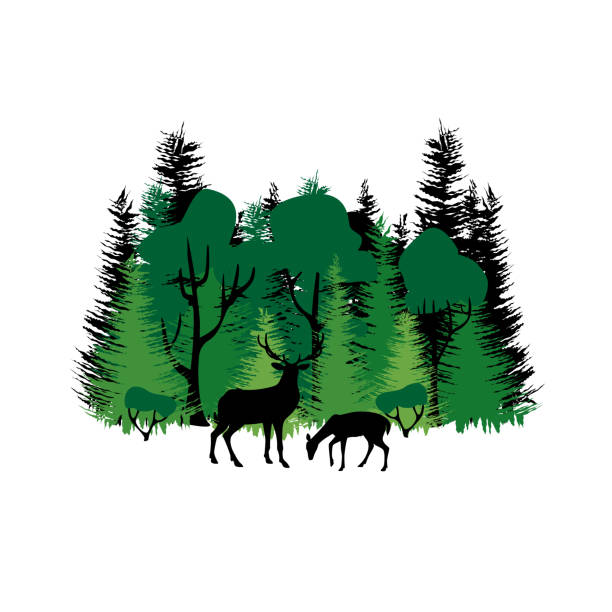 istock Isolated colorful mixed forest and silhouette of deer. Green deciduous and coniferous trees on white background. Flat design. 1397688153