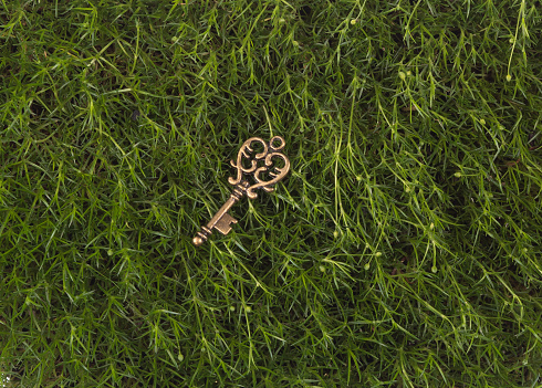 golden key on green moss