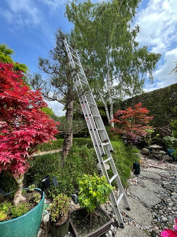 Stock photo showing a Scots pine tree (Pinus sylvestris) with an extendable ladder leaning against it ready for branches to be pruned.