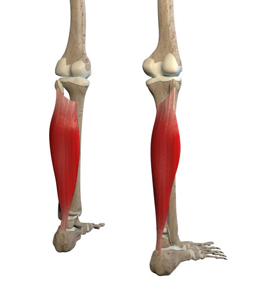3D Illustration of Soleus Muscles on White Background stock photo