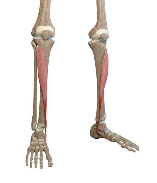 3D Illustration of Tibialis Anterior Muscles on White Background stock photo